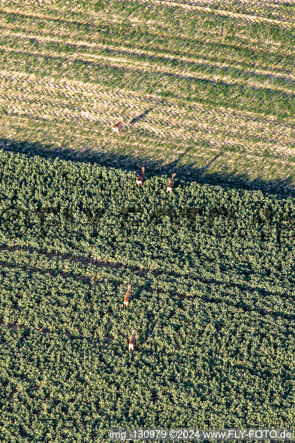 Luftbild von Wild im Feld in Niederlauterbach im Bundesland Bas-Rhin, Frankreich