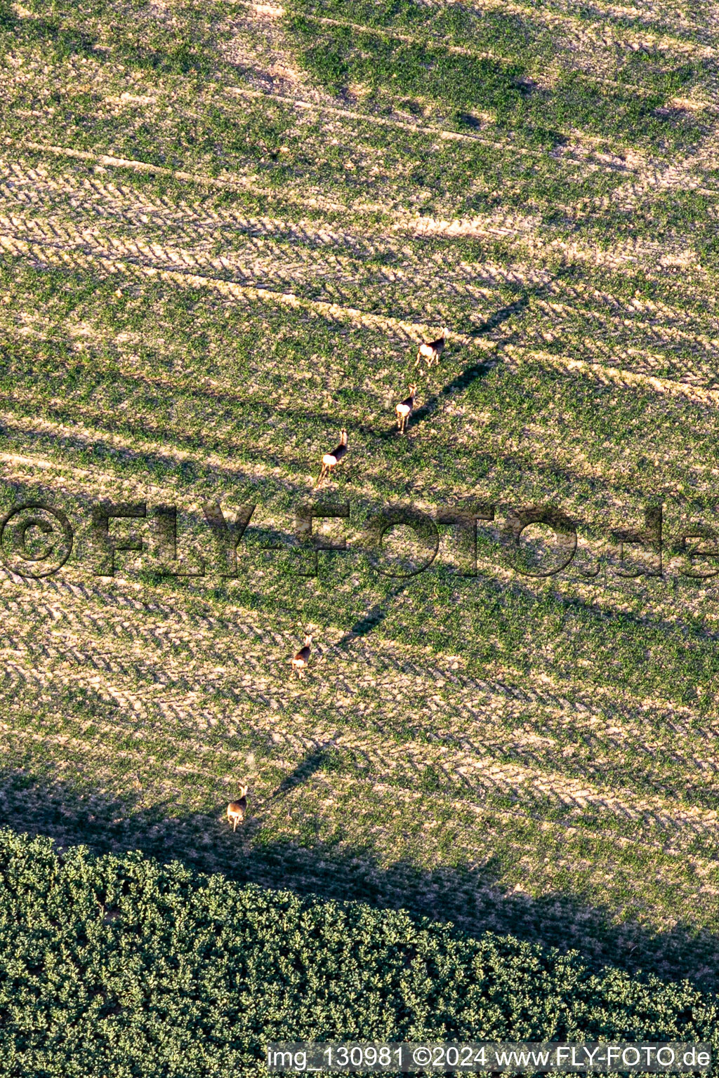 Luftaufnahme von Wild im Feld in Niederlauterbach im Bundesland Bas-Rhin, Frankreich