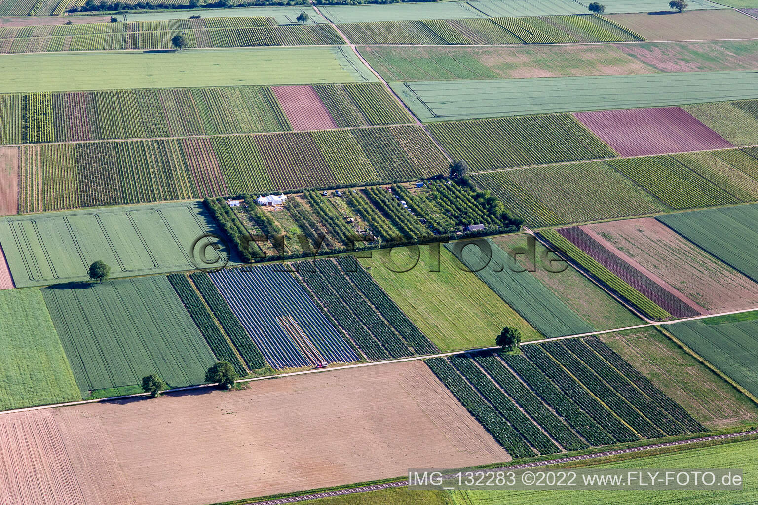 Luftbild von Obstplantage im Ortsteil Mühlhofen in Billigheim-Ingenheim im Bundesland Rheinland-Pfalz, Deutschland