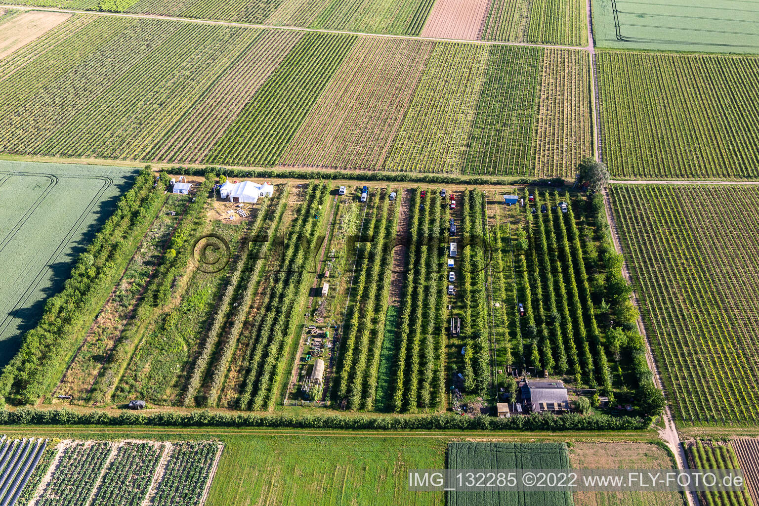 Luftaufnahme von Obstplantage im Ortsteil Mühlhofen in Billigheim-Ingenheim im Bundesland Rheinland-Pfalz, Deutschland