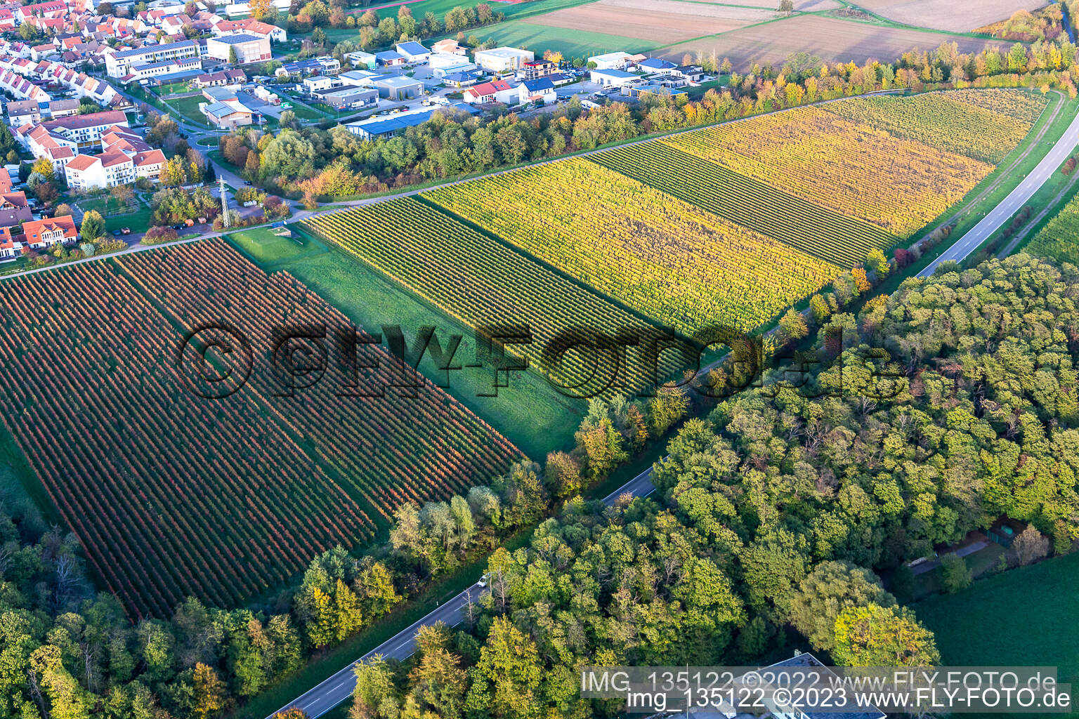 Weinreben in Herbstfarben in Bad Bergzabern im Bundesland Rheinland-Pfalz, Deutschland