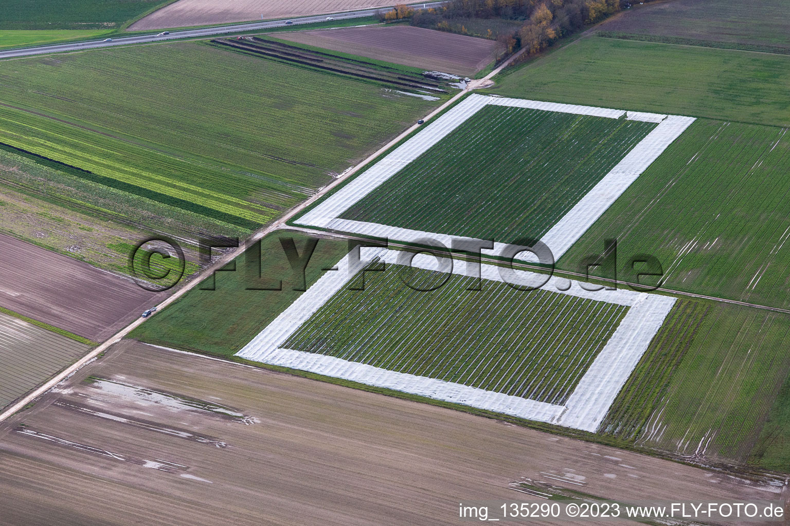 Salatfelder mit Folie im Ortsteil Minderslachen in Kandel im Bundesland Rheinland-Pfalz, Deutschland