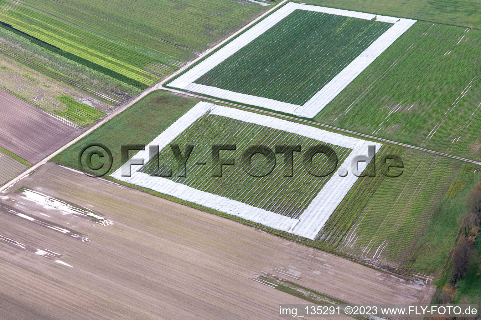 Luftbild von Salatfelder mit Folie im Ortsteil Minderslachen in Kandel im Bundesland Rheinland-Pfalz, Deutschland