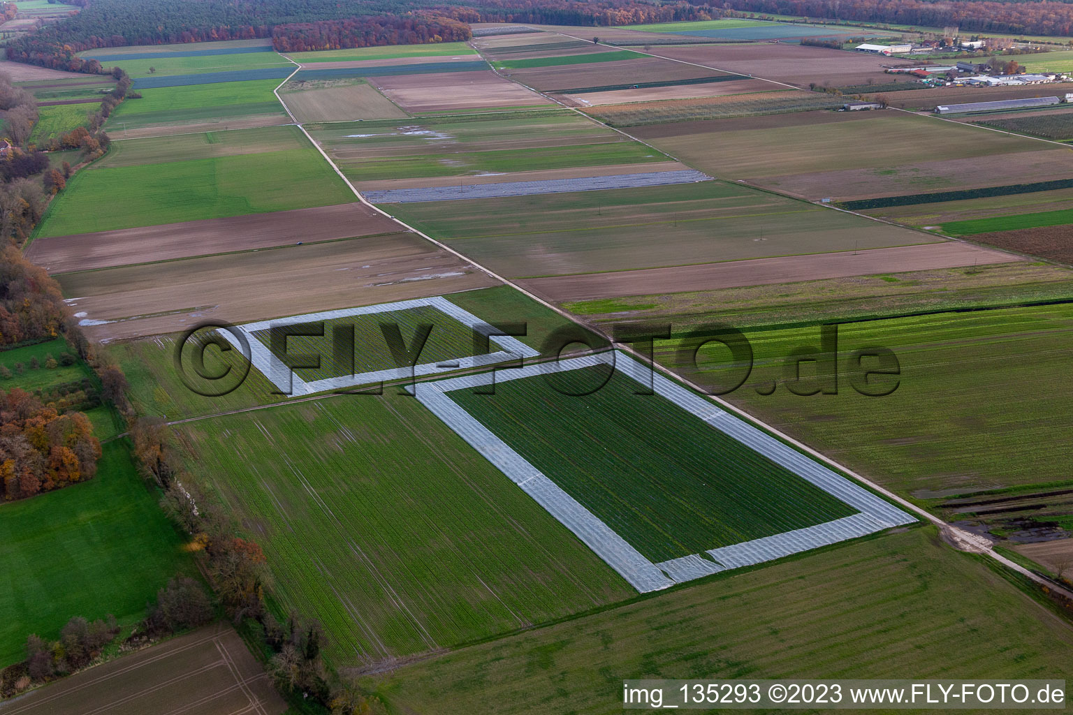 Luftaufnahme von Salatfelder mit Folie im Ortsteil Minderslachen in Kandel im Bundesland Rheinland-Pfalz, Deutschland