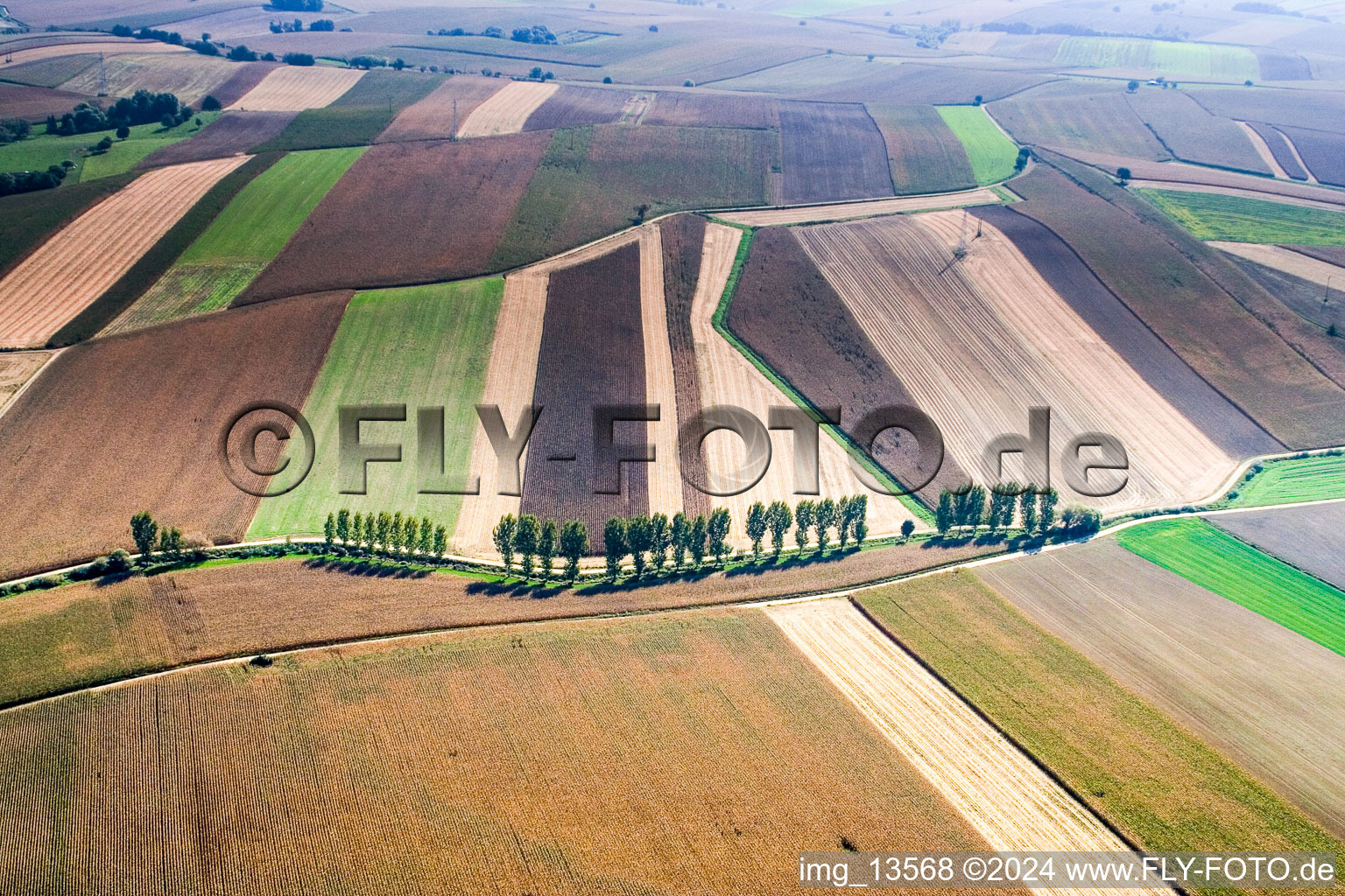 Baumreihe an einer Landstraße an einem Feldrand in Niederlauterbach in Grand Est im Bundesland Bas-Rhin, Frankreich