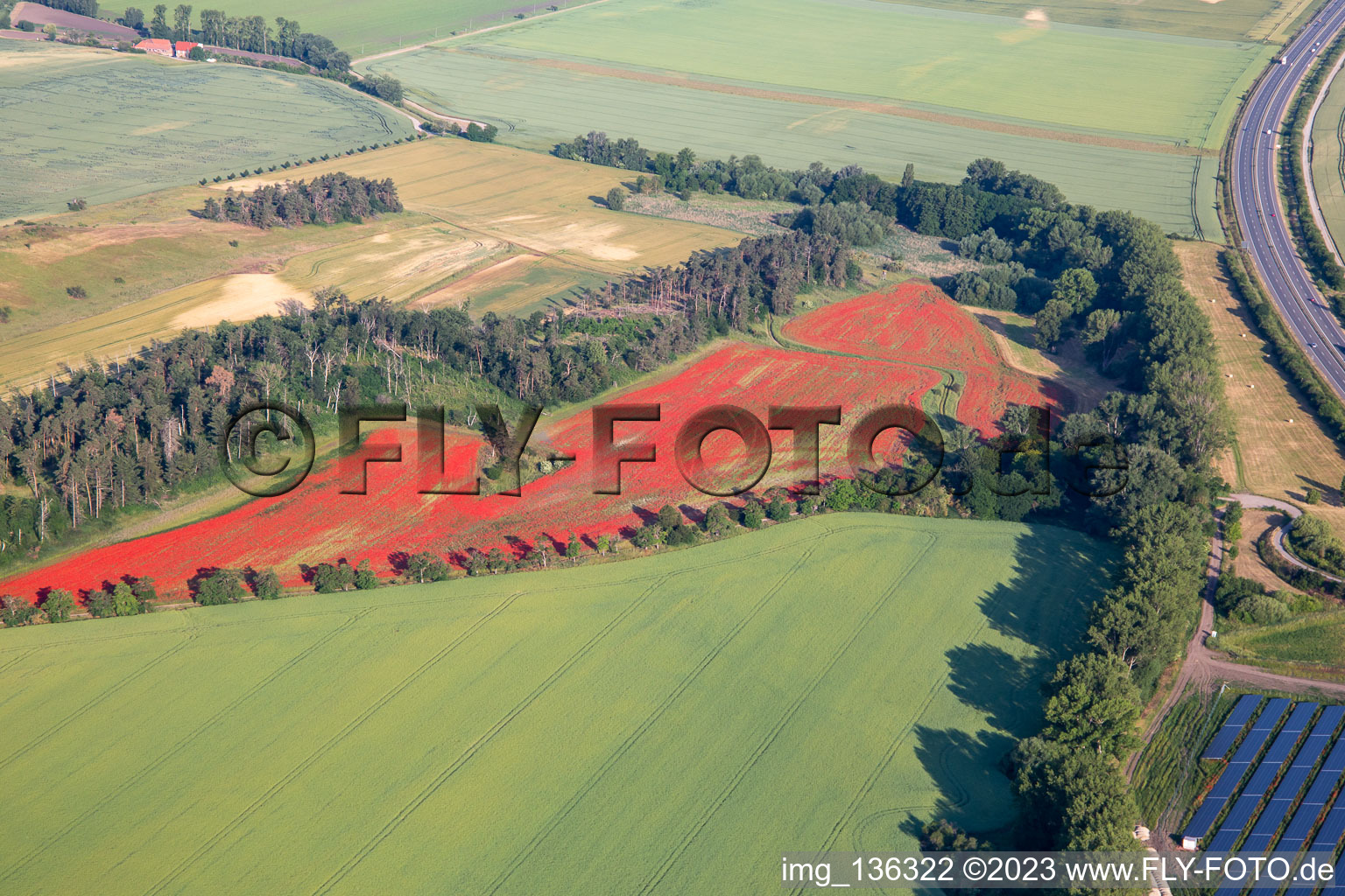 Luftbild von Klatschmohnfelder im Ortsteil Westerhausen in Thale im Bundesland Sachsen-Anhalt, Deutschland