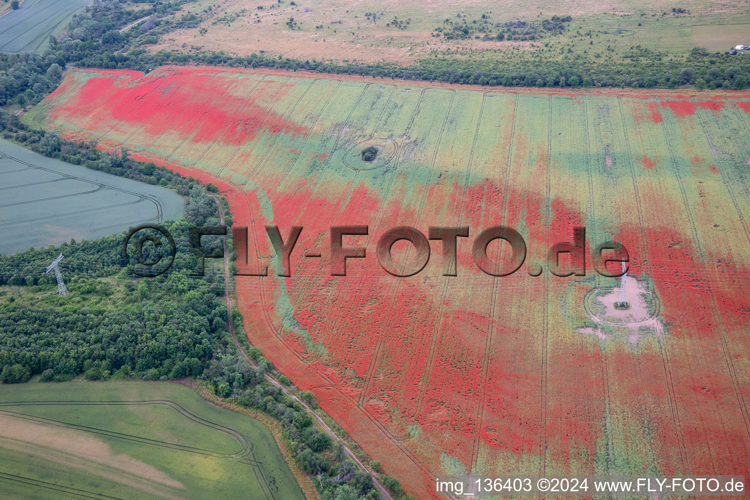 Luftbild von Klatschmohn auf Kornfeldern im Ortsteil Gernrode in Quedlinburg im Bundesland Sachsen-Anhalt, Deutschland