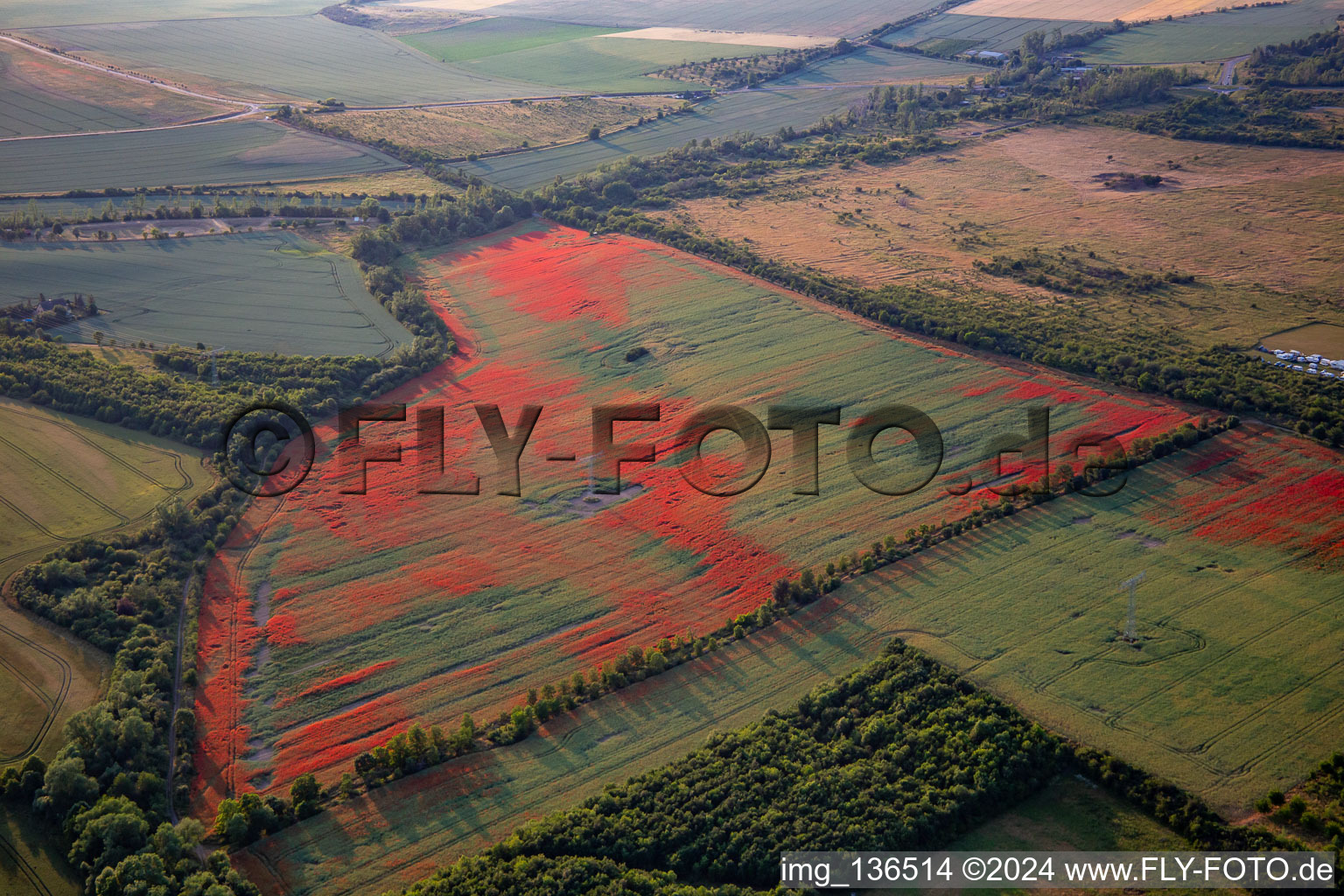 Schrägluftbild von Klatschmohn auf Kornfeldern im Ortsteil Gernrode in Quedlinburg im Bundesland Sachsen-Anhalt, Deutschland