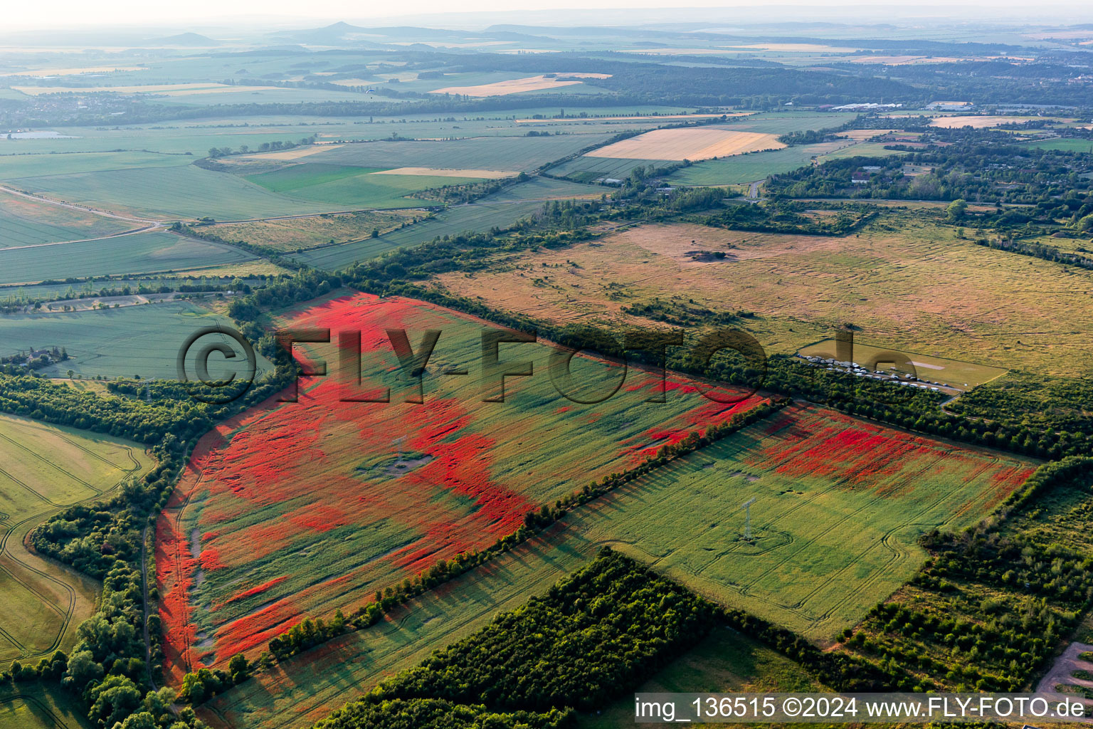 Klatschmohn auf Kornfeldern im Ortsteil Gernrode in Quedlinburg im Bundesland Sachsen-Anhalt, Deutschland von oben