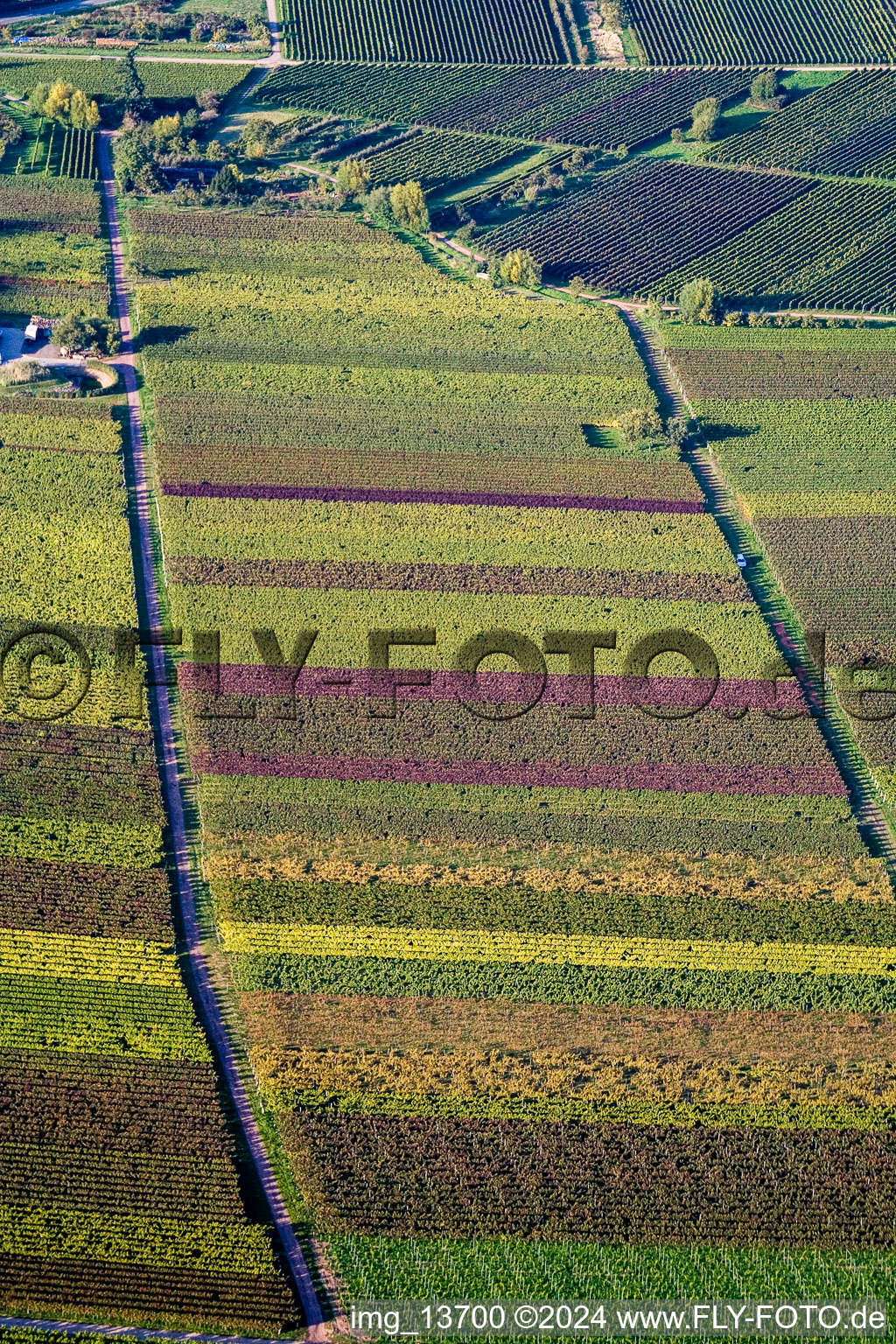 Felder einer Bunten Weinbergs- Landschaft im Herbstlaub der Winzer- Gebiete in Göcklingen in Eschbach im Bundesland Rheinland-Pfalz, Deutschland