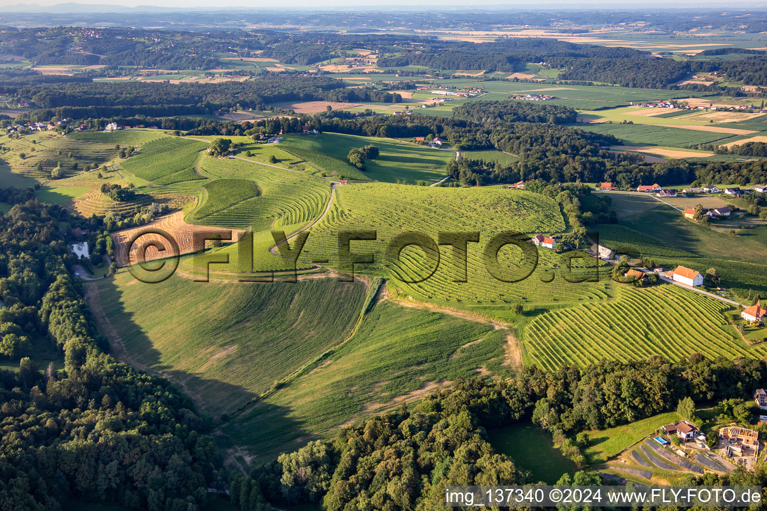 Weinberge am Knezov ribnik im Ortsteil Mestni Vrh in Ptuj, Slowenien