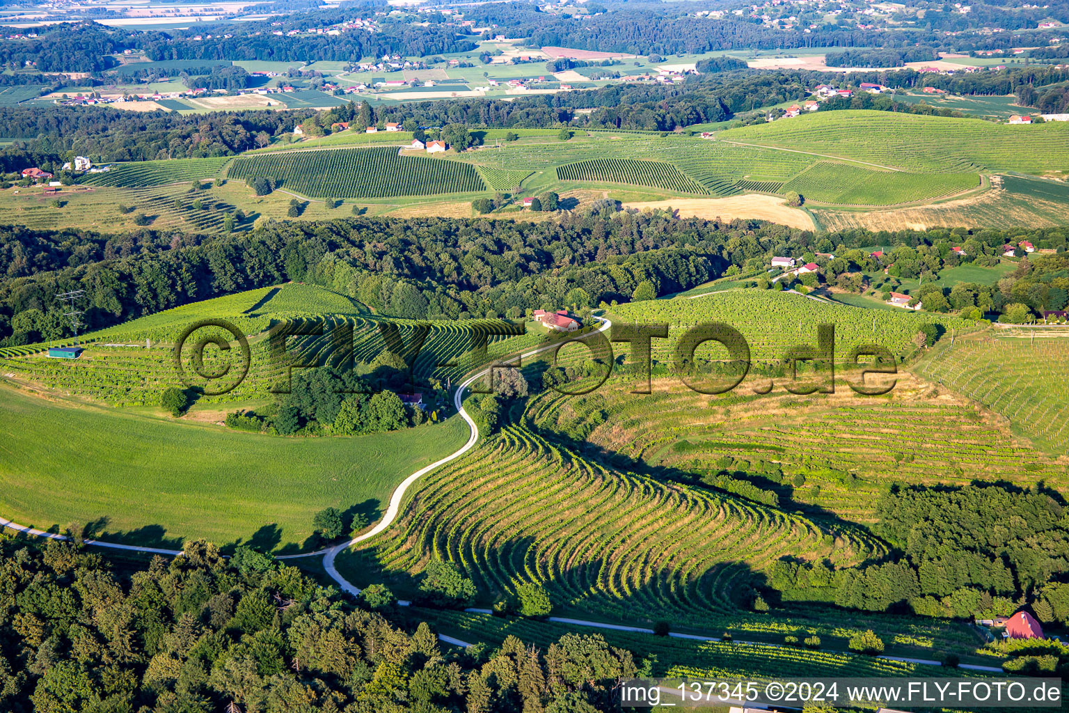 Luftbild von Weinberge am Klopca ljubezni Mestni vrh nad Ptujem im Ortsteil Mestni Vrh, Slowenien