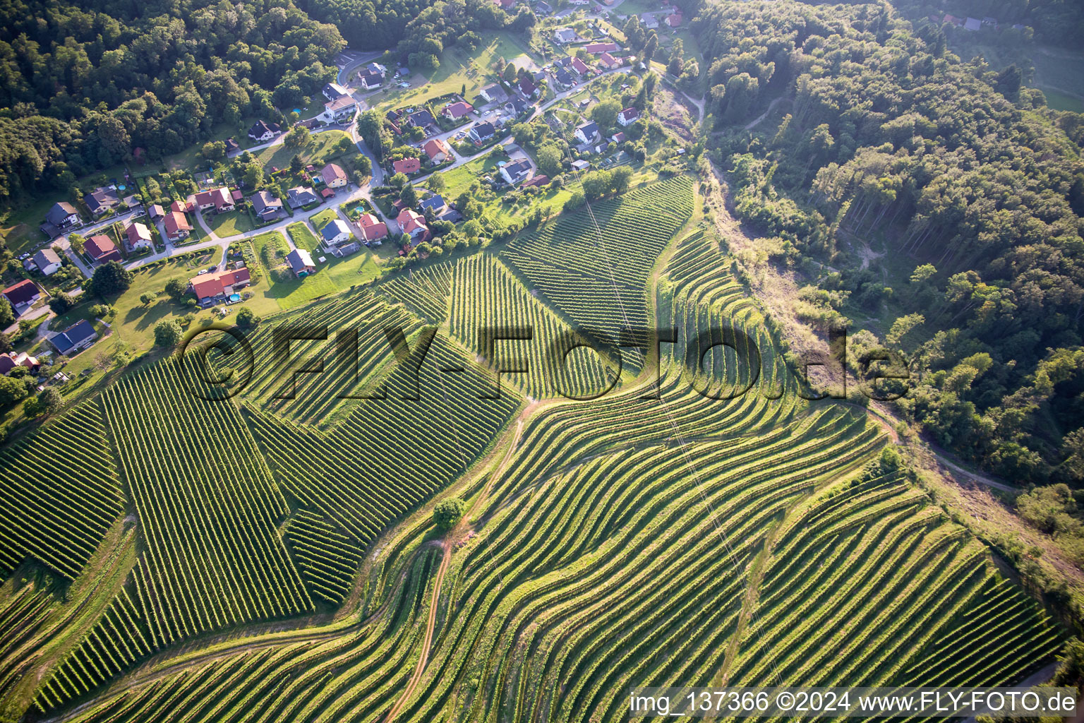 Luftbild von Muster der Rebzeilen von Weinbergen am Vurberg im Ortsteil Vurberk in Duplek, Slowenien