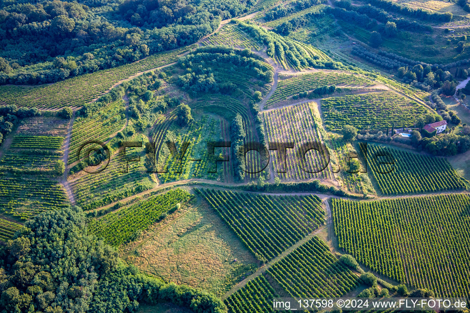 Weinberge in Mossa im Bundesland Gorizia, Italien