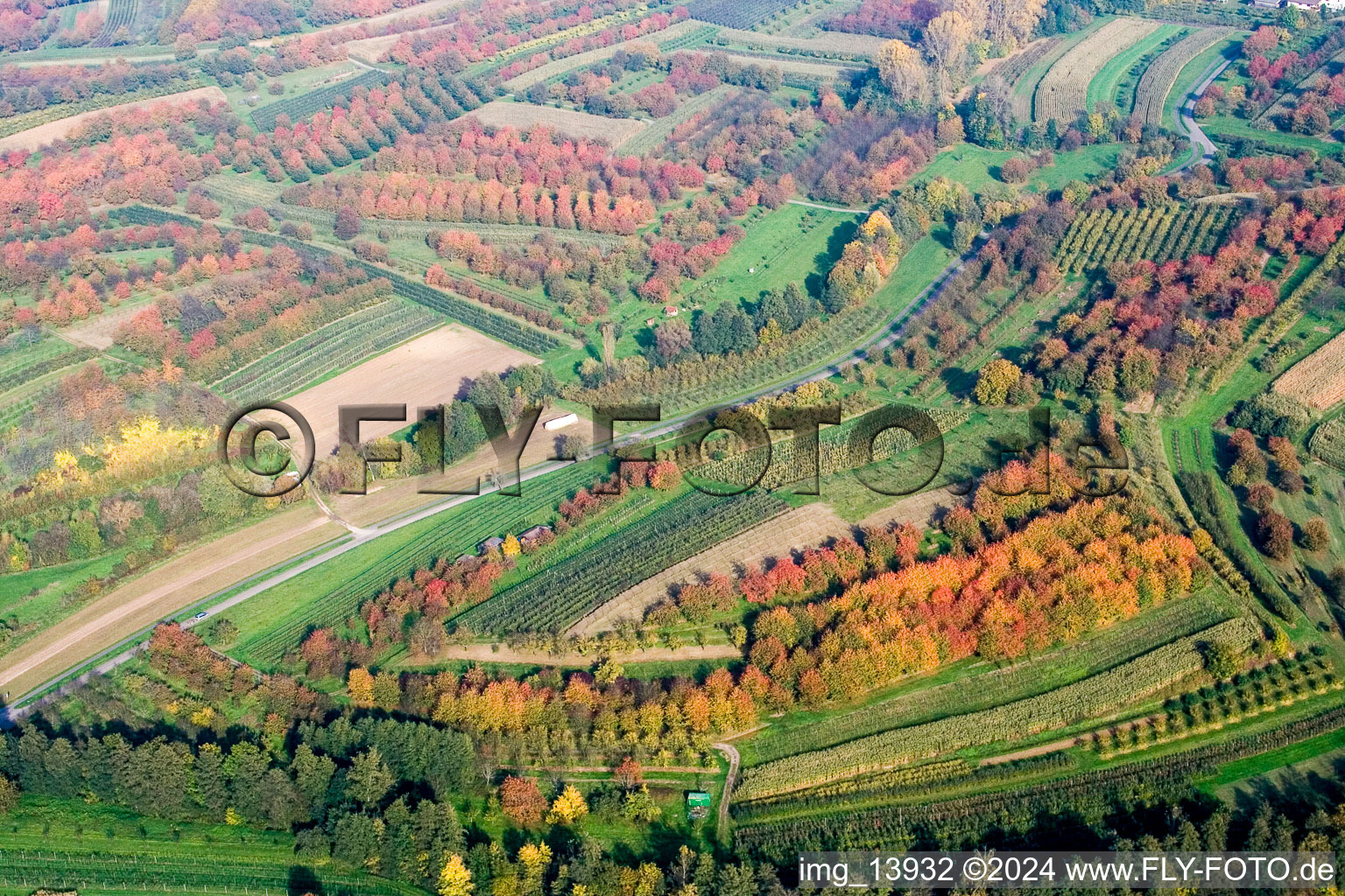 Baumreihen im Herbstlaub einer Zwetschgen-Plantage in Renchen im Bundesland Baden-Württemberg, Deutschland