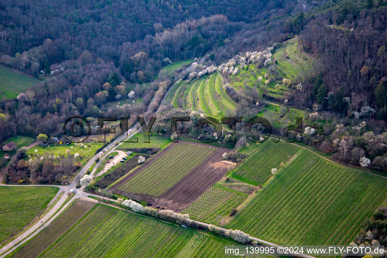 Kalmithöhenstraße mit blühenden Bäumen im Frühjahr in Maikammer im Bundesland Rheinland-Pfalz, Deutschland