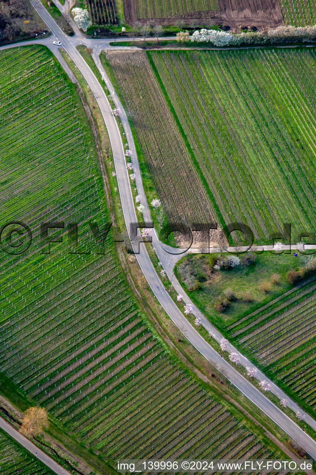 Luftbild von Kalmithöhenstraße mit blühenden Bäumen im Frühjahr in Maikammer im Bundesland Rheinland-Pfalz, Deutschland