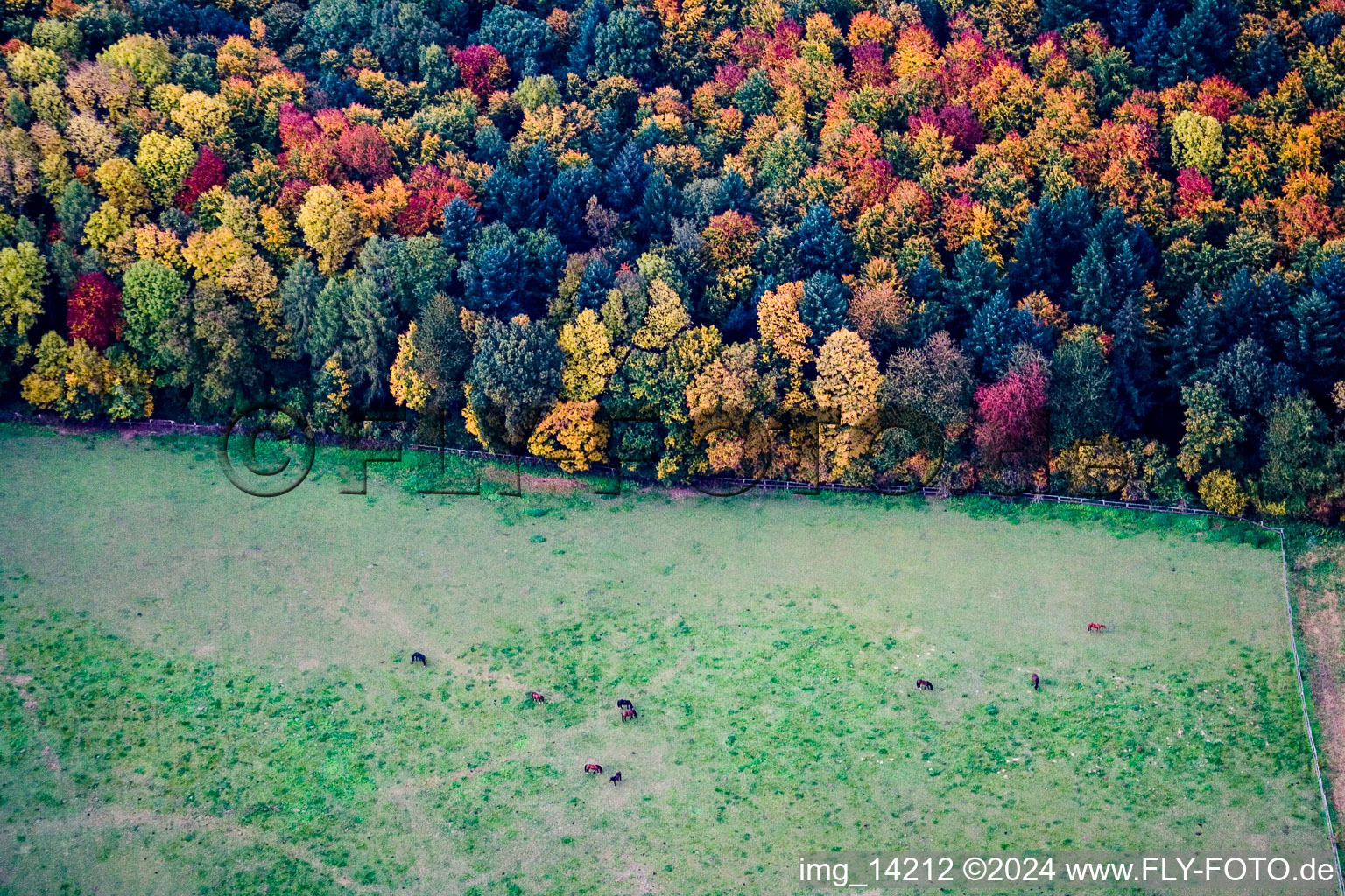 Grasflächen- Strukturen einer Wiesen- Weide mit Pferde- Herde am Waldrand in buntem Herbstlaub in Dielheim im Bundesland Baden-Württemberg, Deutschland