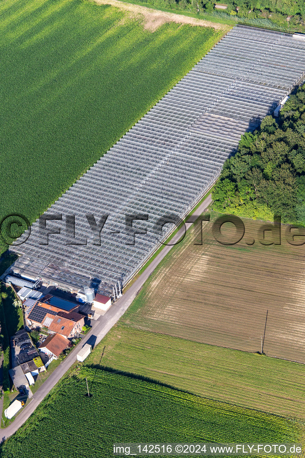 Luftaufnahme von Gärtnerei Blumen-Xpert GbR mit Gewächshäusern an der Hördter Straße im Ortsteil Sondernheim in Germersheim im Bundesland Rheinland-Pfalz, Deutschland