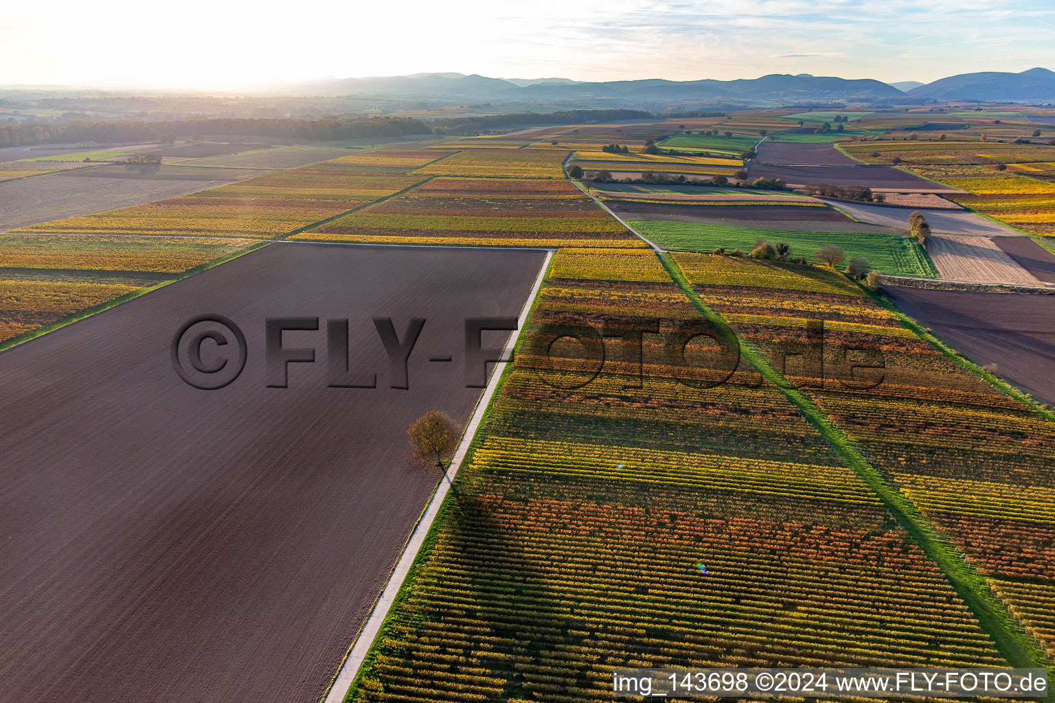 Weinberge der südlichen Wienstraße im Herbstlaub im Ortsteil Ingenheim in Billigheim-Ingenheim im Bundesland Rheinland-Pfalz, Deutschland