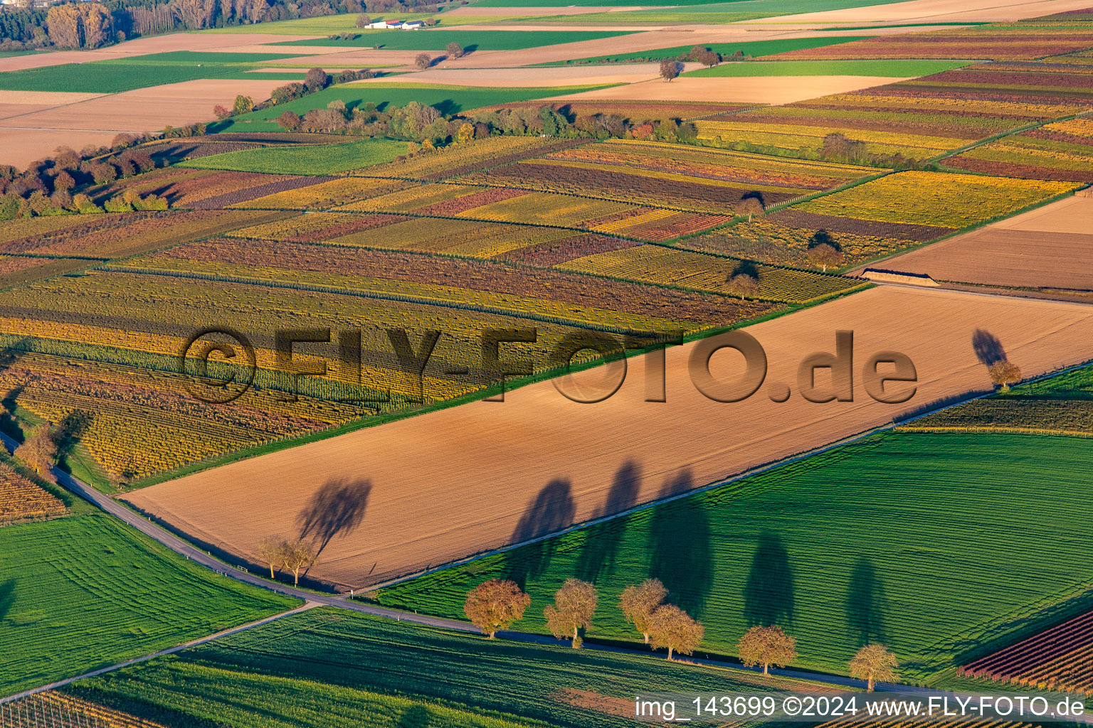 Luftbild von Weinberge der südlichen Wienstraße im Herbstlaub im Ortsteil Ingenheim in Billigheim-Ingenheim im Bundesland Rheinland-Pfalz, Deutschland