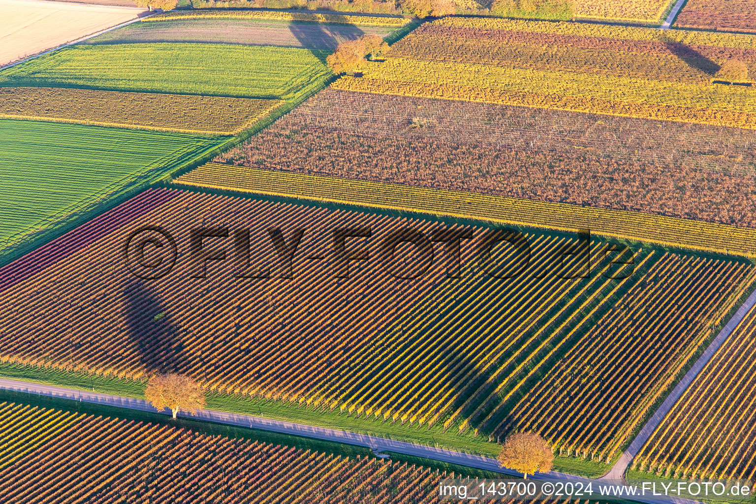 Luftaufnahme von Weinberge der südlichen Wienstraße im Herbstlaub im Ortsteil Ingenheim in Billigheim-Ingenheim im Bundesland Rheinland-Pfalz, Deutschland