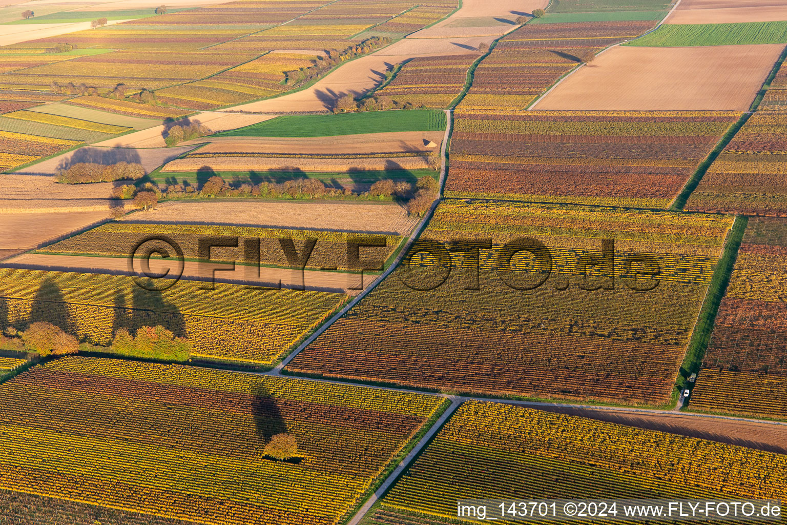 Schrägluftbild von Weinberge der südlichen Wienstraße im Herbstlaub im Ortsteil Ingenheim in Billigheim-Ingenheim im Bundesland Rheinland-Pfalz, Deutschland