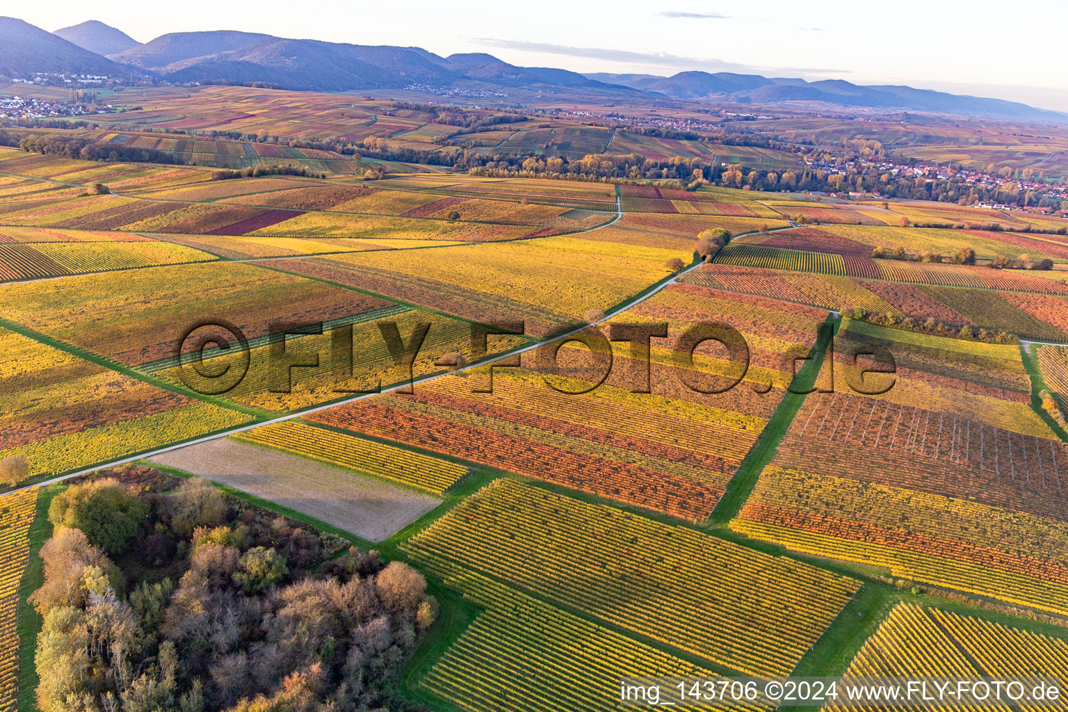 Weinberge der südlichen Wienstraße im Herbstlaub im Ortsteil Ingenheim in Billigheim-Ingenheim im Bundesland Rheinland-Pfalz, Deutschland aus der Vogelperspektive