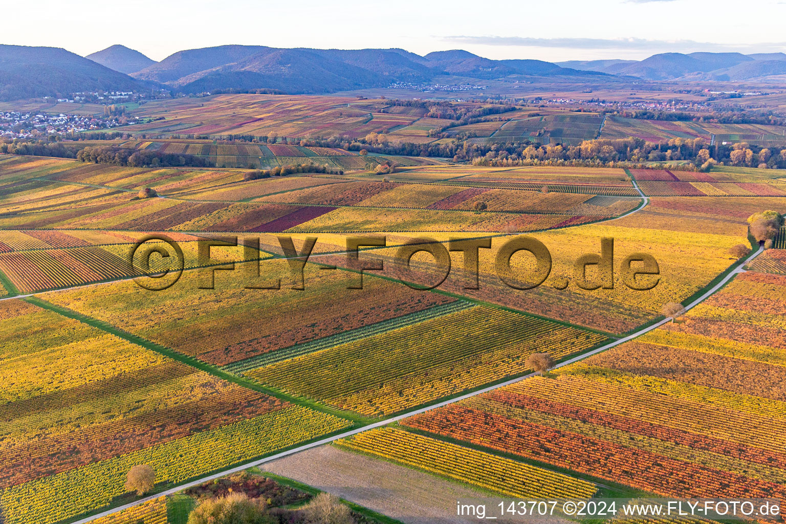 Weinberge der südlichen Wienstraße im Herbstlaub im Ortsteil Ingenheim in Billigheim-Ingenheim im Bundesland Rheinland-Pfalz, Deutschland aus der Luft betrachtet