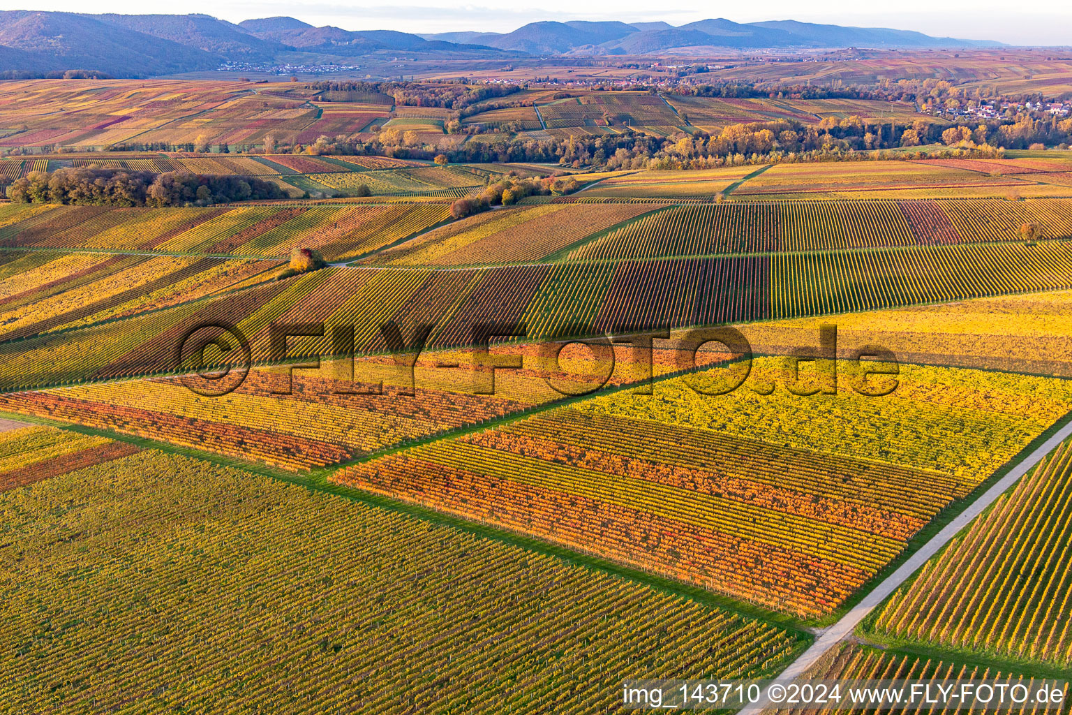 Luftaufnahme von Weinberge der südlichen Wienstraße im Herbstlaub im Ortsteil Klingen in Heuchelheim-Klingen im Bundesland Rheinland-Pfalz, Deutschland