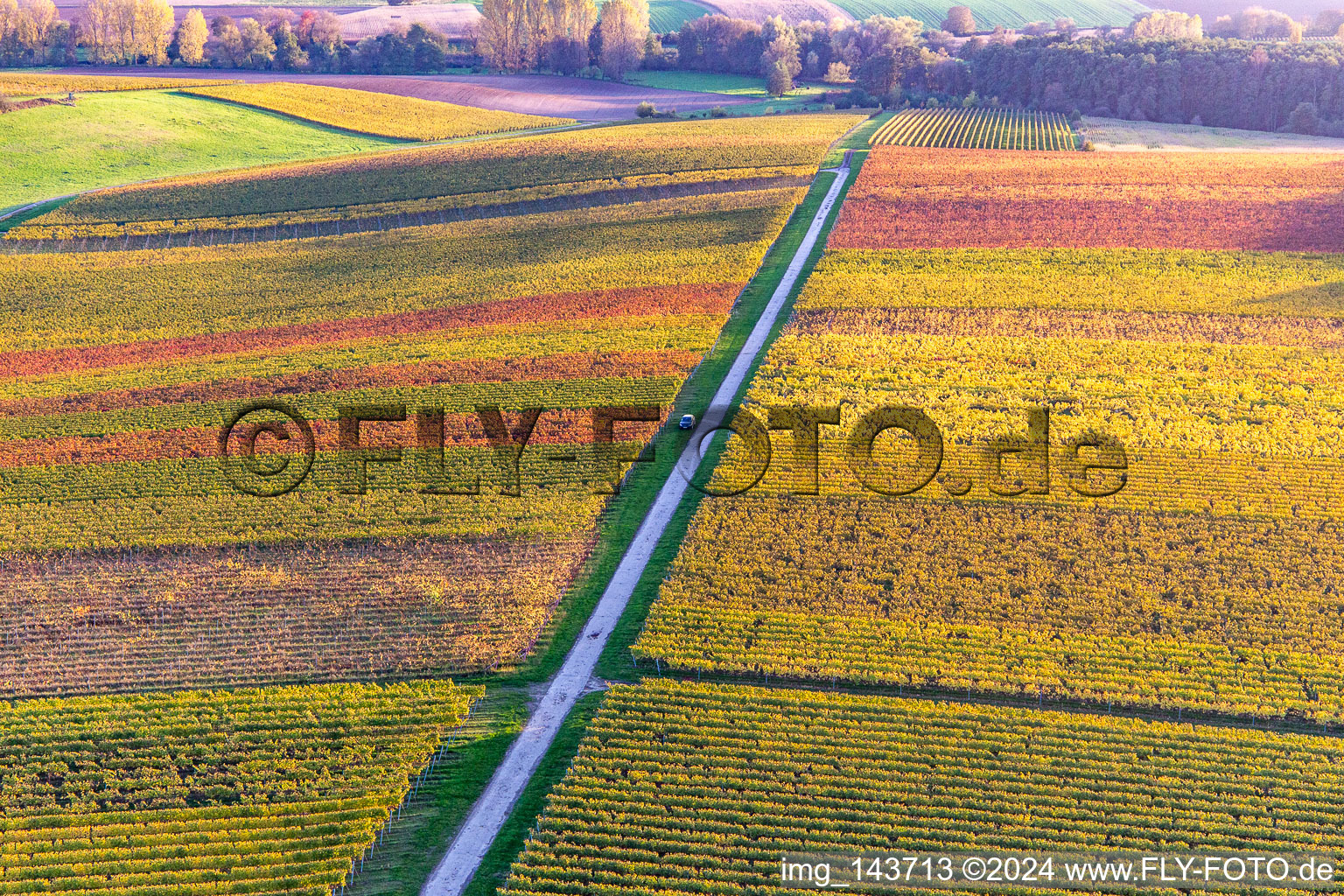 Drohnenaufname von Weinberge der südlichen Wienstraße im Herbstlaub im Ortsteil Ingenheim in Billigheim-Ingenheim im Bundesland Rheinland-Pfalz, Deutschland