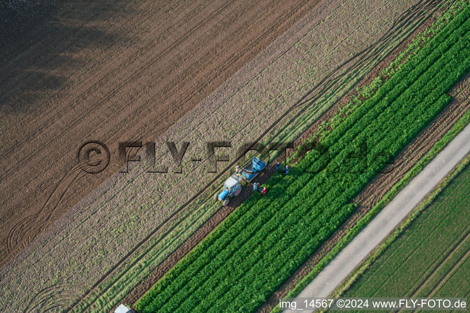 Traktor bei Gemüseernte auf landwirtschaftlichen Feldern in Böbingen im Bundesland Rheinland-Pfalz, Deutschland