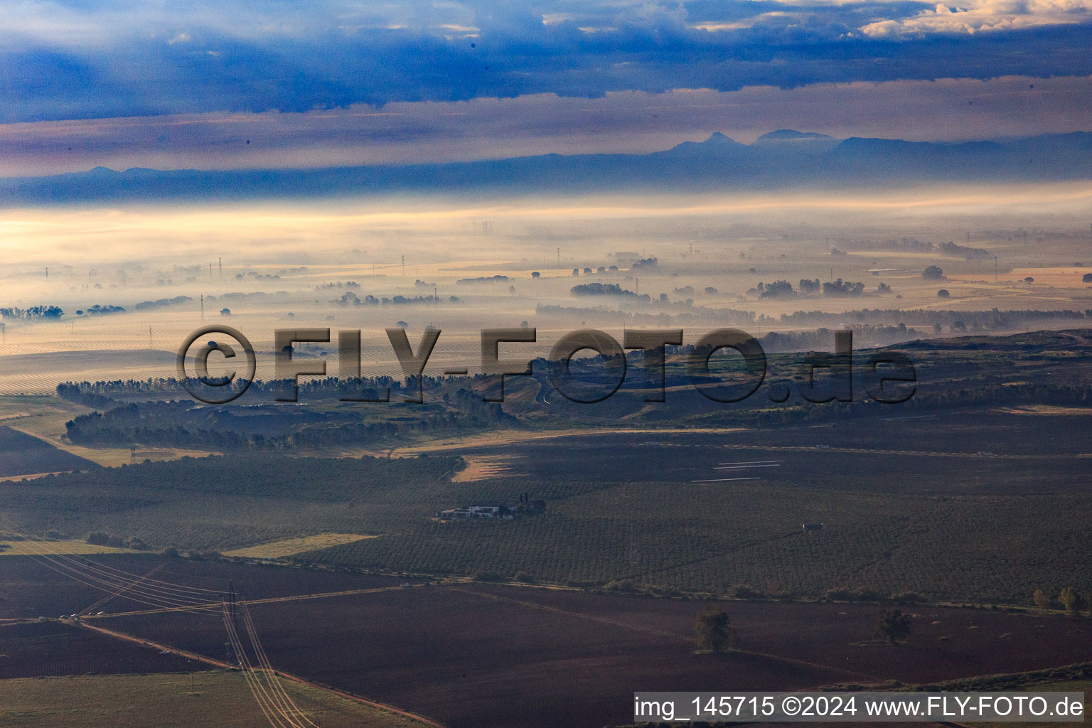 Olivenbaumplantagen im Morgendunst in Alcalá de Guadaíra im Bundesland Sevilla, Spanien