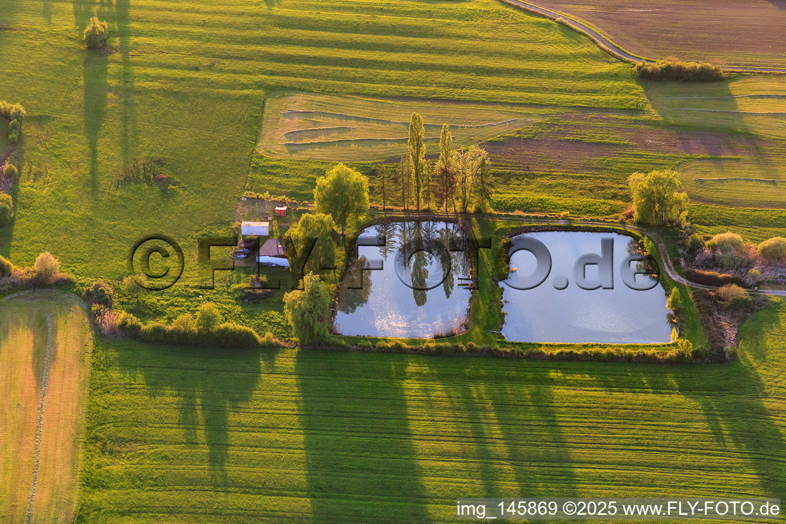 Zwei Angelweiher mit Pappeln am Ufer im Abendlicht in Mackwiller im Bundesland Bas-Rhin, Frankreich
