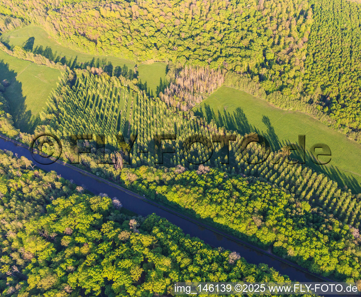 Pappelwäldchen in einer Lichtung am Canal des houllères de la Sarre in Vibersviller im Bundesland Moselle, Frankreich