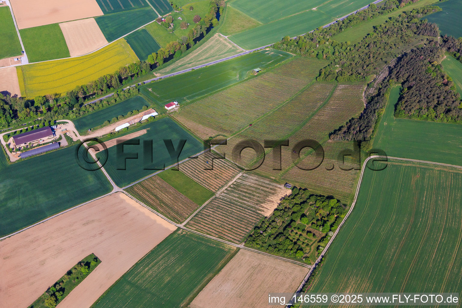 Weinberger an der Taubertalstr im Ortsteil Impfingen in Tauberbischofsheim im Bundesland Baden-Württemberg, Deutschland