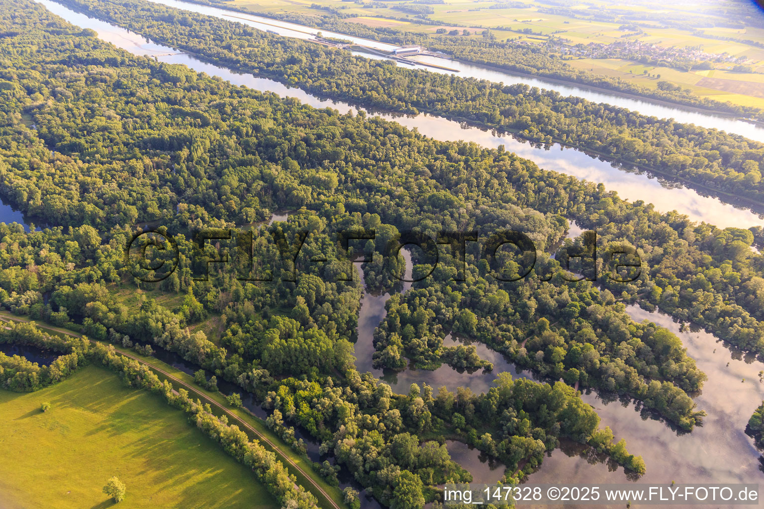 Altrheinarme im Naturschutzgebiet Taubergiessen zwischen Rheinauen und Rhein in Ortenaukreis im Bundesland Baden-Württemberg, Deutschland