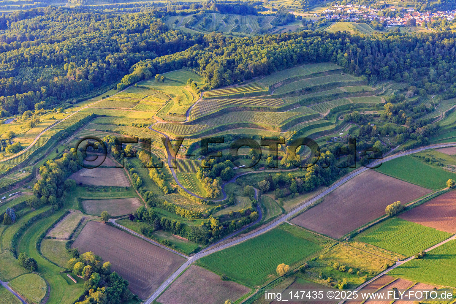 Terassierte Weinberge in Malterdingen im Bundesland Baden-Württemberg, Deutschland