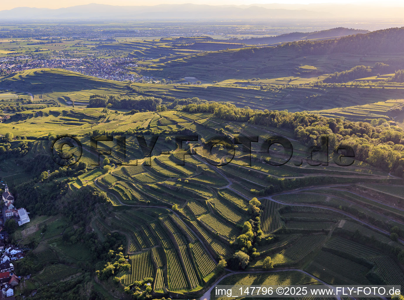 Terassierte Weinberge im südlichen Kaiserstuhl im Ortsteil Wasenweiler in Ihringen im Bundesland Baden-Württemberg, Deutschland
