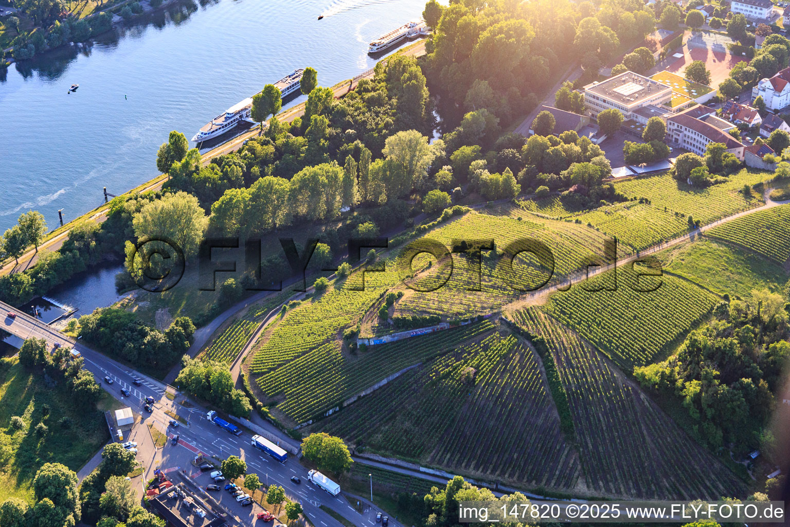 Weinberg in der Stadt am Eckartsberg in Breisach am Rhein im Bundesland Baden-Württemberg, Deutschland