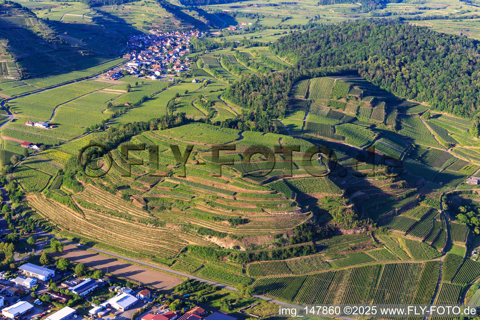 Weinberge am Kaiserstuhl von Westen im Ortsteil Achkarren in Vogtsburg im Kaiserstuhl im Bundesland Baden-Württemberg, Deutschland