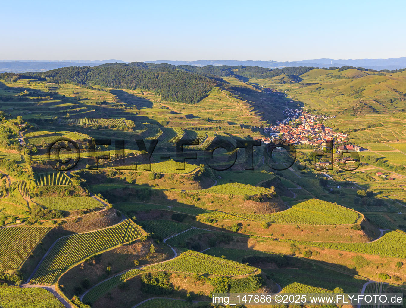 Terassierte Weinberge im Kaiserstuhl aus Westen im Ortsteil Oberrotweil in Vogtsburg im Kaiserstuhl im Bundesland Baden-Württemberg, Deutschland