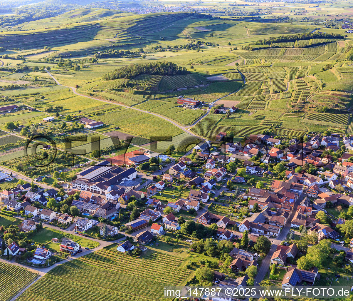 Winzerdorf im Kaiserstuhl aus Südosten im Ortsteil Bischoffingen in Vogtsburg im Kaiserstuhl im Bundesland Baden-Württemberg, Deutschland