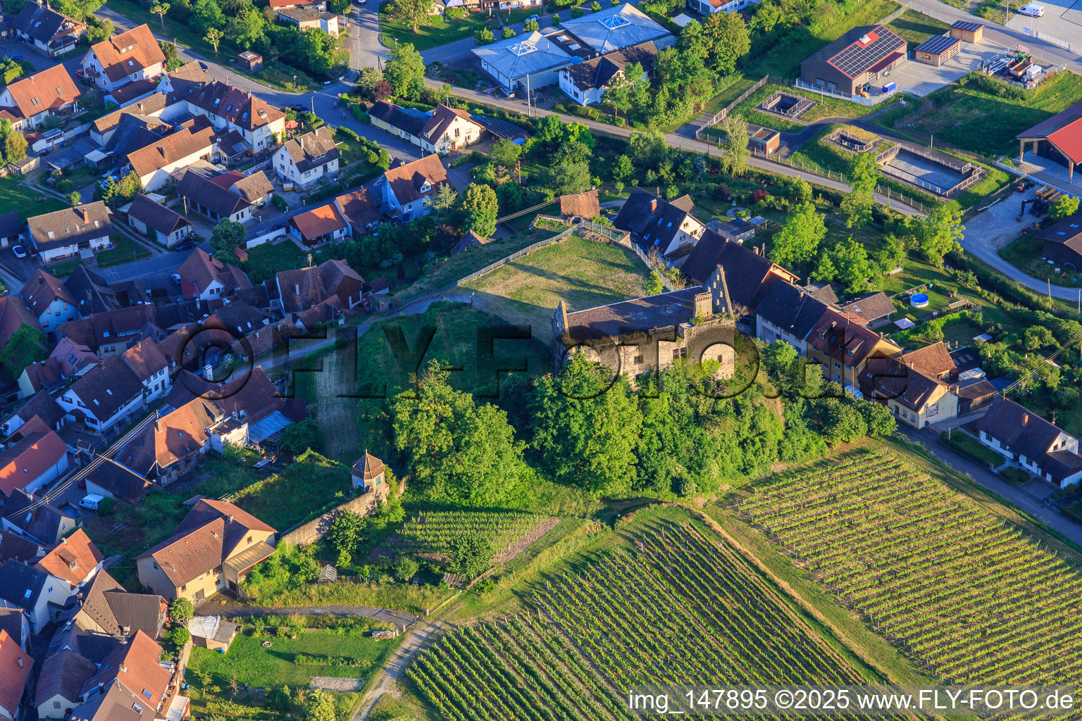 Ruine des Schloss Burkheim über dem Weinberg in Vogtsburg im Kaiserstuhl im Bundesland Baden-Württemberg, Deutschland