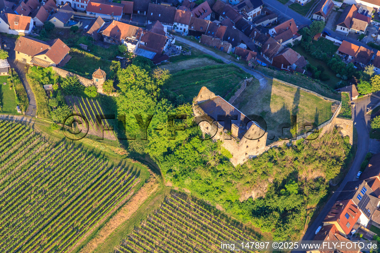Luftbild von Ruine des Schloss Burkheim über dem Weinberg in Vogtsburg im Kaiserstuhl im Bundesland Baden-Württemberg, Deutschland
