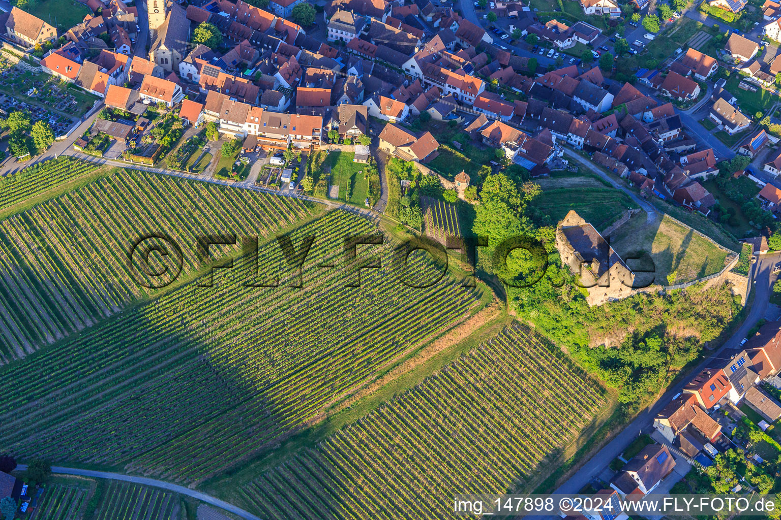 Luftaufnahme von Ruine des Schloss Burkheim über dem Weinberg in Vogtsburg im Kaiserstuhl im Bundesland Baden-Württemberg, Deutschland