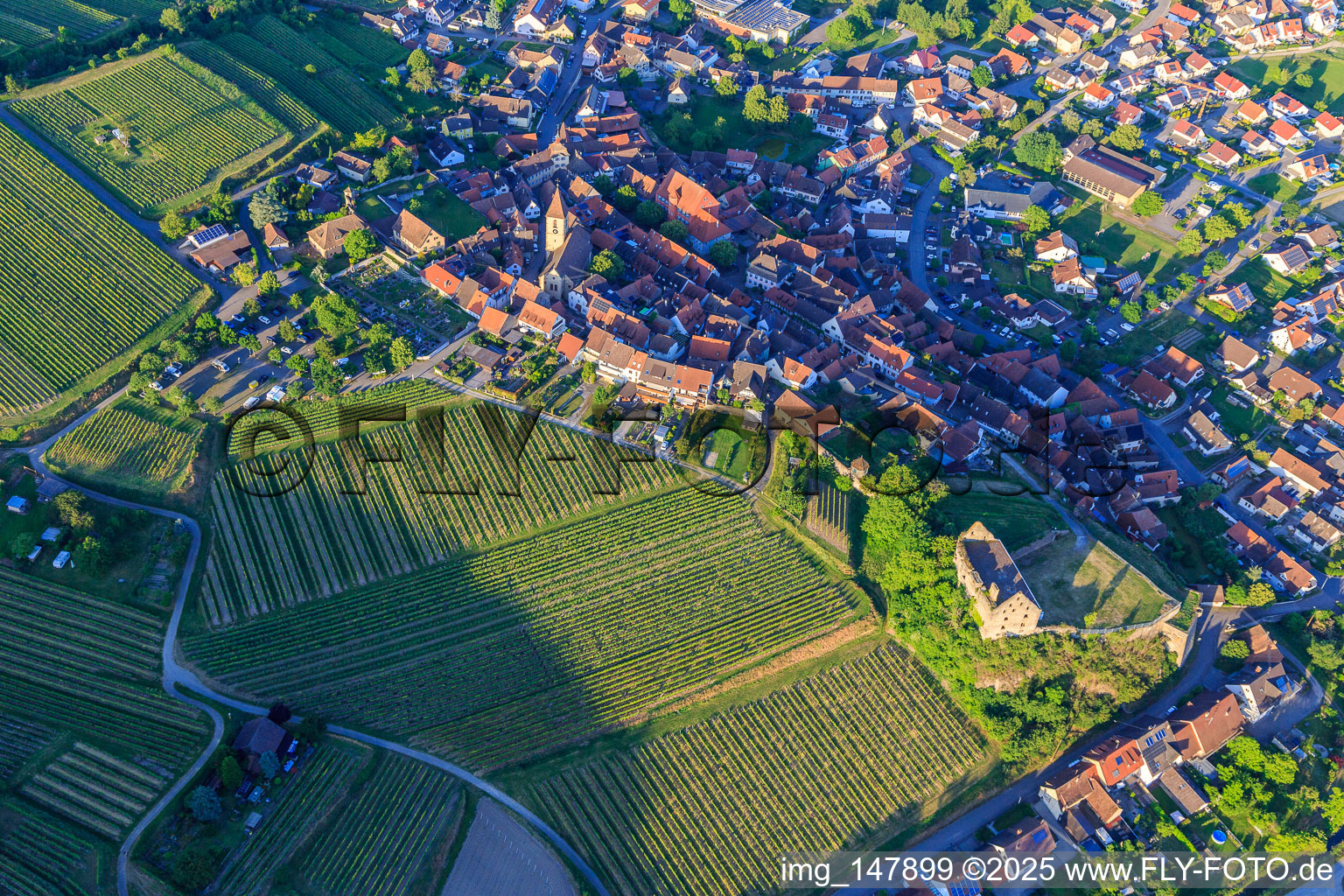 Winzerdorfansicht asu SW mit Kirche St. Pankratius und Ruine des Schloss Burkheim über dem Weinberg in Vogtsburg im Kaiserstuhl im Bundesland Baden-Württemberg, Deutschland