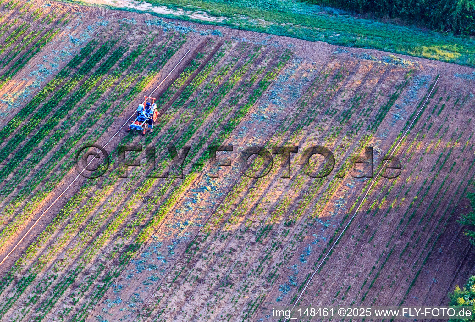 Ältester Trecker von Bauers Garten in Freckenfeld im Bundesland Rheinland-Pfalz, Deutschland