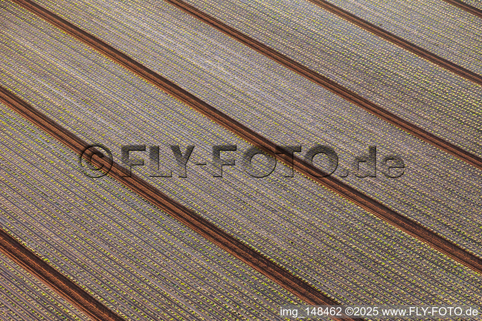 Felder mit Salatsetzlingen in Minfeld im Bundesland Rheinland-Pfalz, Deutschland