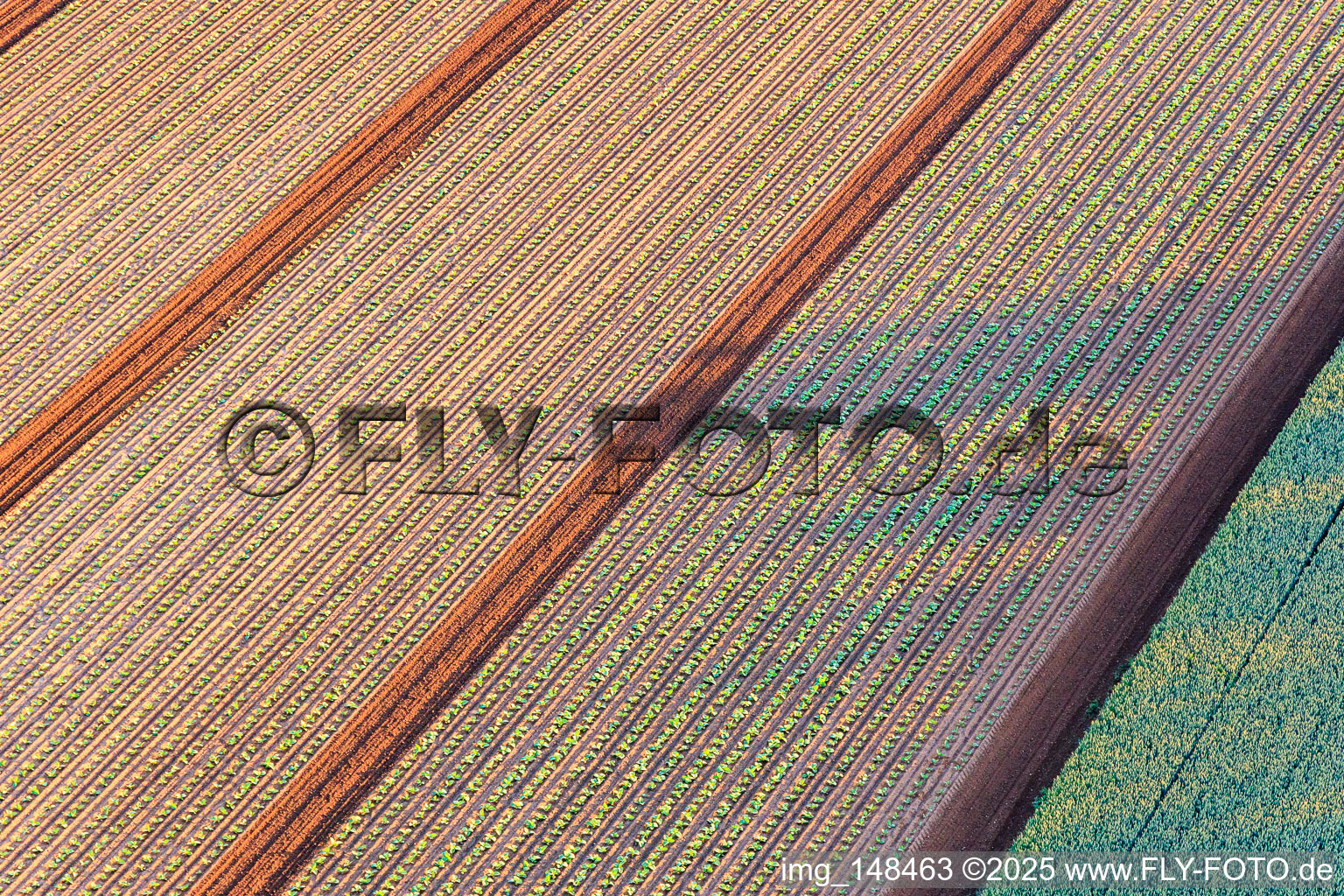 Luftbild von Felder mit Salatsetzlingen in Minfeld im Bundesland Rheinland-Pfalz, Deutschland